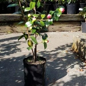 Planter Bags (PBS)/Sprayguards 100X100X200-80 BLACK PB3 - Flexoplas